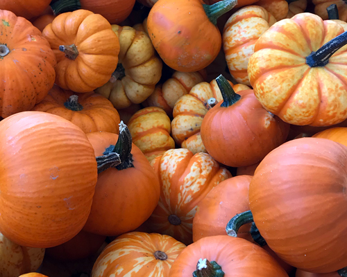 recipe-tile-pumpkin-patch.jpg