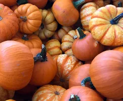 recipe-tile-pumpkin-patch.jpg